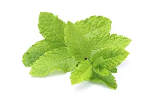 Fragrant Plant Prints: Peppermint, peppermint