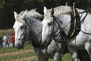 Horse Husbandry Practices Prints: Percheron team