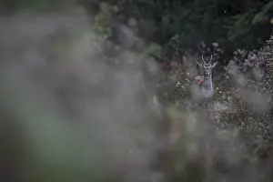 Fallow Deer Rut Prints: In the periphery of the rutting ground
