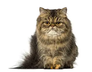 Light Colored Background Studio Photo Prints: Persian sitting and looking down