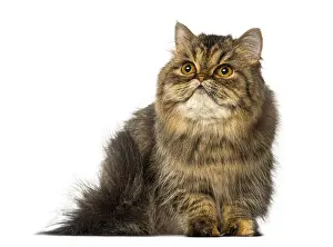 White Background Cat Photo Prints: Persian sitting and looking up