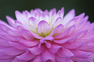 Close Up Dahlia Blossom Prints: Petals