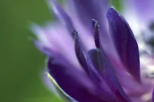 Deserted Flowering Plants Prints: Petals