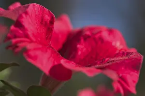 Red Coloured Blooms Prints: Petunia