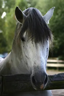 No People Horse Images Prints: Pferde