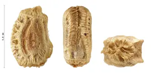 Wildlife Photography Studio Shots Prints: Phasmatodea's eggs, Phyllium jacobsoni 5
