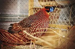 Common Pheasant Images Prints: Pheasant at the cage