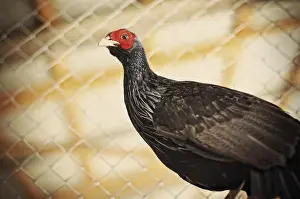 Common Pheasant Images Prints: Pheasant at the cage