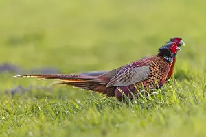 Bird Mating Behavior Prints: Two pheasant cocks (Phasianus colchicus) run parallel next to each other