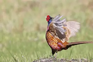 Wildlife Germany Lower Saxony Prints: Pheasant, common pheasant (Phasianus colchicus)