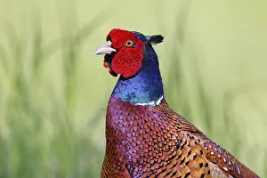 Nature Reserve Lower Saxony Prints: Pheasant, common pheasant (Phasianus colchicus)