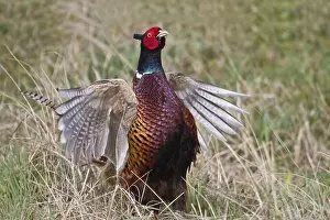 Phasianus Colchicus Prints: Pheasant (Phasianus colchicus)