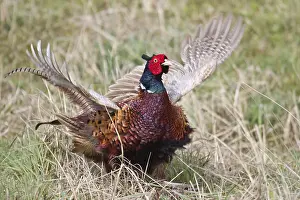 Phasianus Colchicus Prints: Pheasant (Phasianus colchicus)