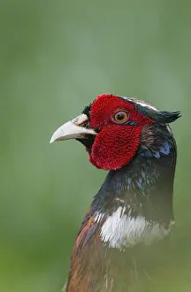Male Pheasant Prints: Pheasant (Phasianus colchicus)