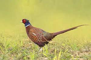 Wetland Landscape Photography Prints: Pheasant (Phasianus colchicus)