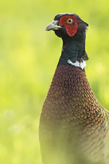 Prints of Pheasant (Phasianus colchicus), Portrait, Achau, Lower Austria, Austria Common Pheasant Prints: Pheasant Print, Achau, Lower Austria
