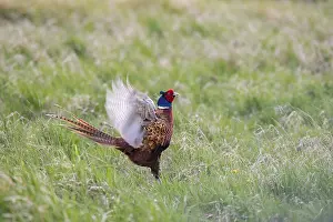 Common Pheasant Behavior Prints: Pheasant (Phasianus colchicus) fluttering