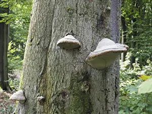 Lower Rhine Nature Scene Prints: Phellinus igniarius (Phellinus igniarius) on a tree