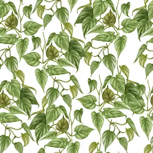 Indoor Plant Decoration Prints: Philodendron seamless pattern