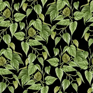 Images Dated 9th January 2024: Philodendron Print - Hand Drawn Houseplant Illustration