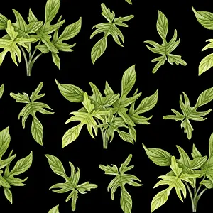 Images Dated 9th January 2024: Philodendron Seamless Print