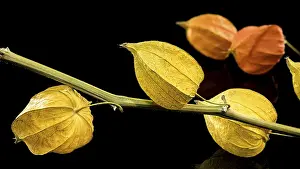 Prints of Physalis on a black background. Flower head close-up, Odessa, Ukraine Odessa Prints: Physalis Print on Black Background - Odessa, Ukraine
