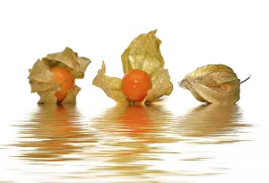 Cape Gooseberry Images Prints: Three Physalis (Physalis)