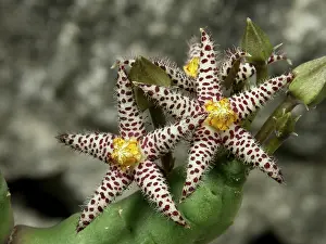 Apocynaceae Plant Prints: Piaranthus comptus