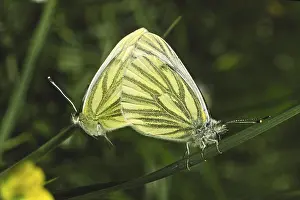 Wildlife Photography Couple Prints: Pieris napi, rapeseed white