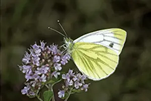 Pieris Napi Prints: Pieris napi, rapeseed white