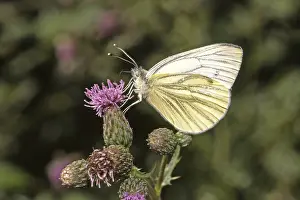 Pieris Napi Prints: Pieris napi, rapeseed white