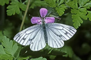 Pterygote Insect Wildlife Prints: Pieris napi, rapeseed white