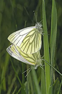 Wildlife Photography Couple Prints: Pieris napi, rapeseed white