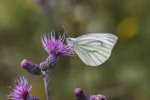 Deserted Thistle Landscape Prints: Pieris napi, RapsweiBling