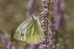 Natural Environment Habitat Images Prints: Pieris napi, RapsweiBling