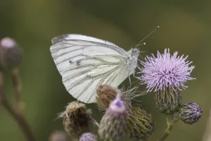Pierid Insect Images Prints: Pieris napi, RapsweiBling