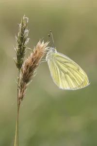 Pieris Napi Prints: Pieris napi, RapsweiBling