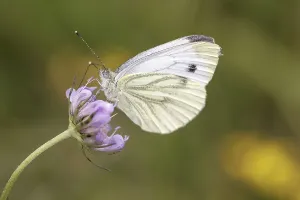 Flying Insects In Flower Prints: Pieris napi, RapsweiBling