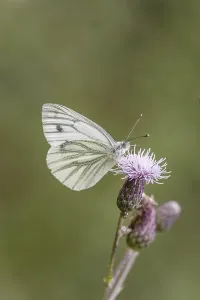 Asteraceae Plant Life Prints: Pieris napi, RapsweiBling