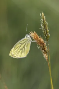 Natural Environment Fauna Prints: Pieris napi, RapsweiBling