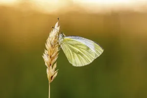 Pieris Napi Prints: Pieris napi, RapsweiBling