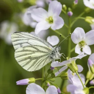 Green Veined White Butterfly Prints: Pieris napi, RapsweiBling
