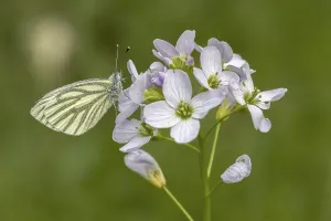 Brassicaceae Family Plants Prints: Pieris napi, RapsweiBling