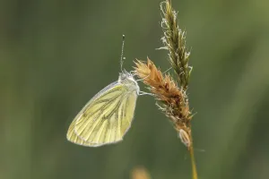 Pierid Species Prints: Pieris napi, RapsweiBling