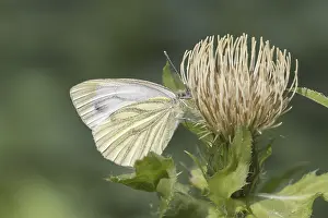 Lepidopteran Fauna Pictures Prints: Pieris napi, RapsweiBling