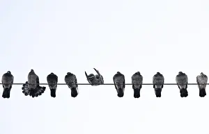 Wild Animal Photography Nature Prints: Pigeons on a wire
