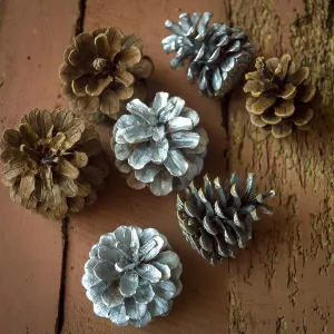Pine Cone Images Prints: Pine cones