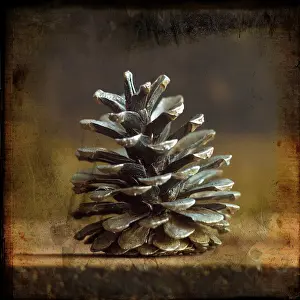 Christmas Pine Cones Prints: Pine cones