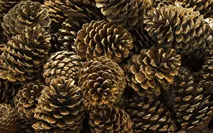 Deserted Pine Forest Prints: Pine cones of the pine tree in view