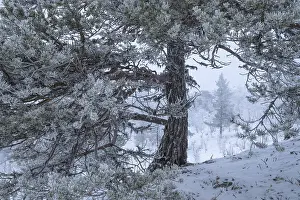 Hedmark Travel Photography Prints: Pine-covered pine trees in snow